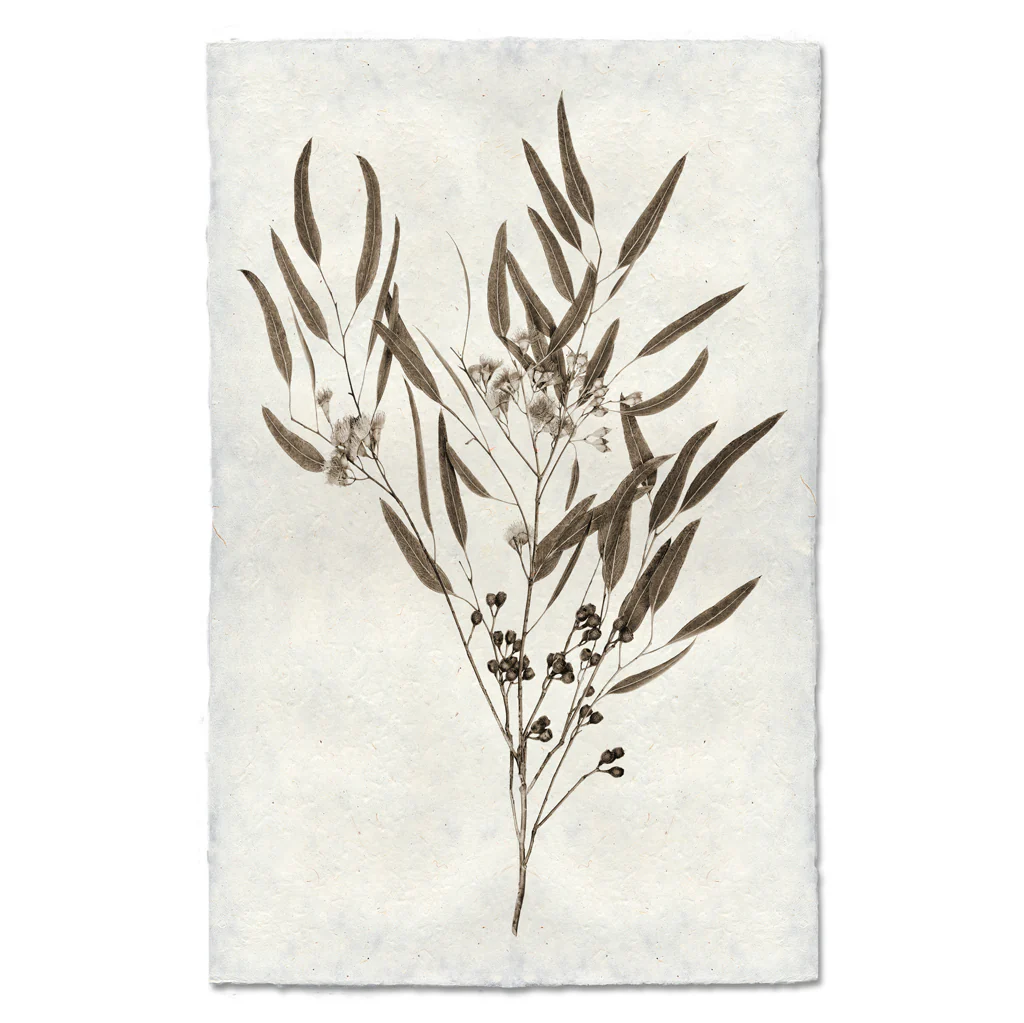 Eucalyptus #6 Handmade Paper Wall Art Print