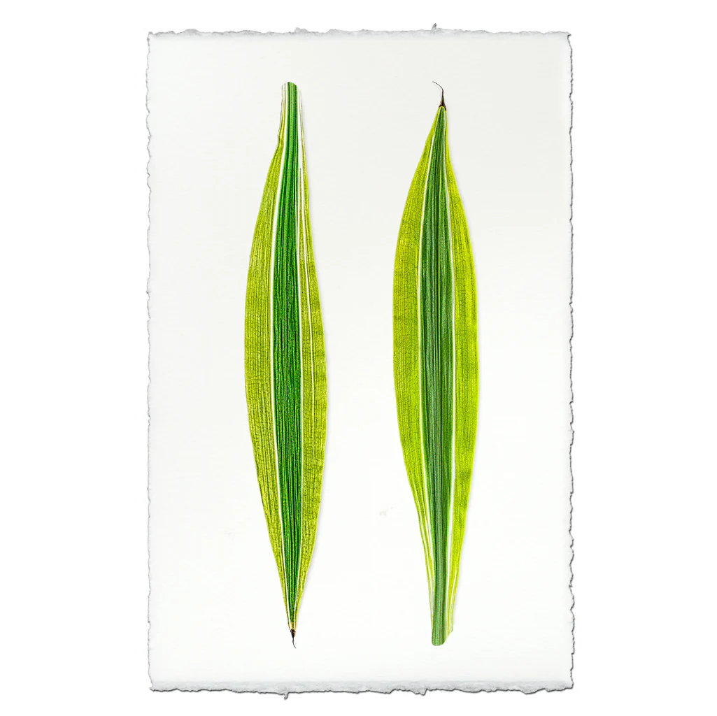 Green Draecena on English Watercolor Wall Art Print