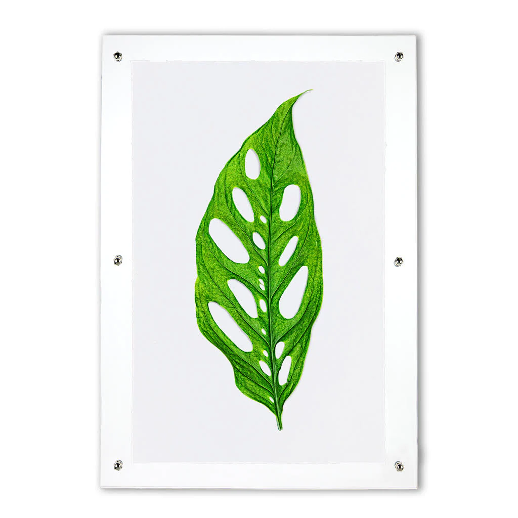 Green Monstera Leaf on English Watercolor Wall Art Print - Image 2