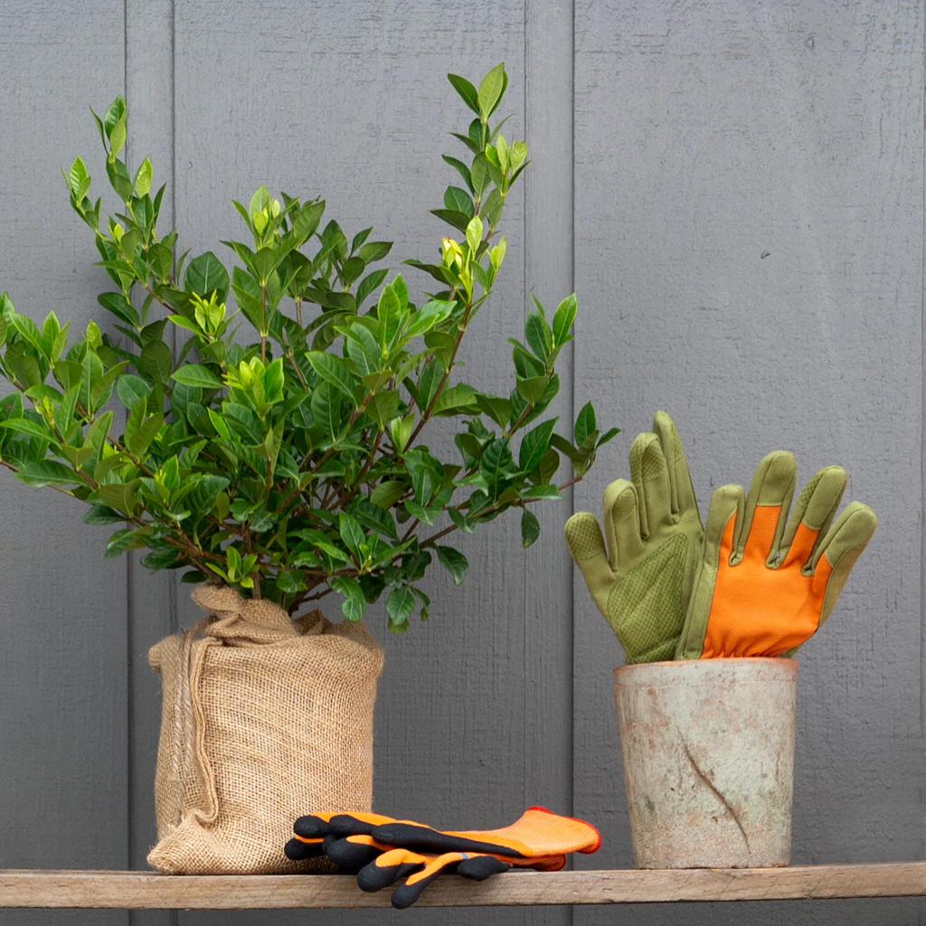 Mini Gardenia Gift Tree - Image 2