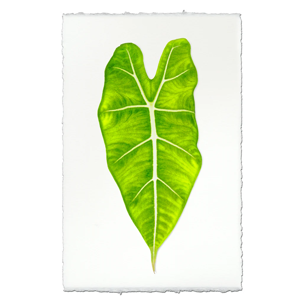 Green Philodendron Leaf on English Watercolor Wall Art Print