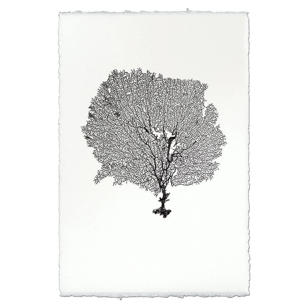 Round Sea Fan Handmade Paper Wall Art Print